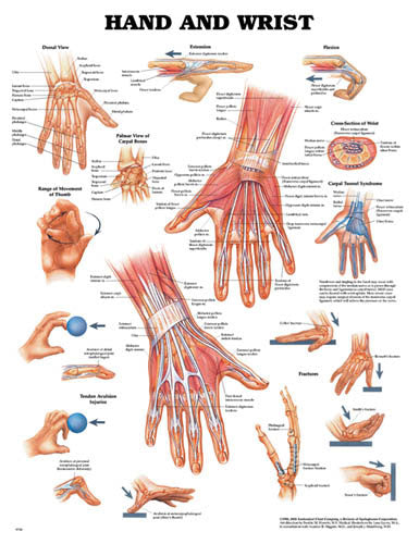 Hand and Wrist Anatomy Chart Laminated 20x26 Colorful Detailed Poster for Medical Education Reference